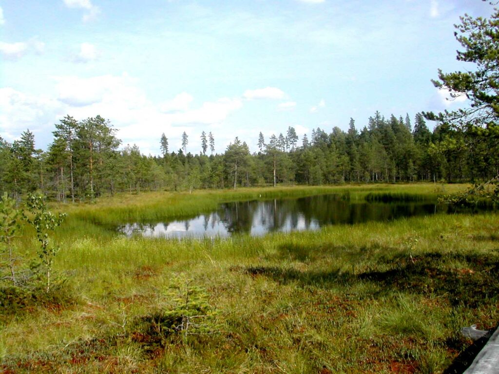 Hatlammi Swamp