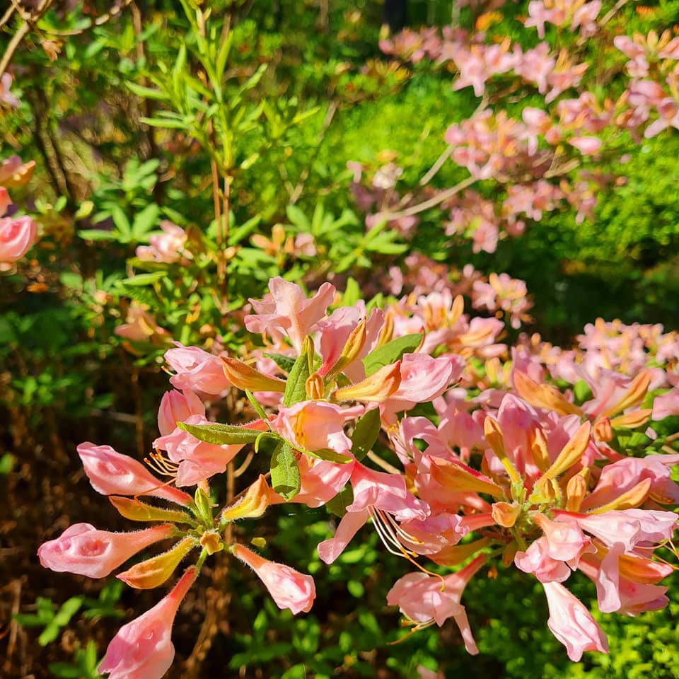 azalea