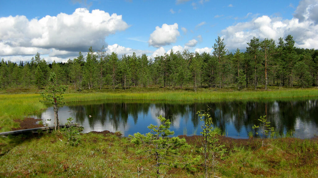 Kesäinen näkymä Hatlamminsuolta. Etualalla lampi, taustalla metsää ja pilviä sekä sininen taivas.