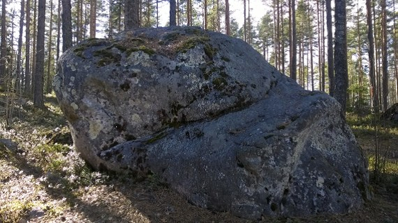 Kuvassa on siirtolohkare eli erittäin suuri kivi.