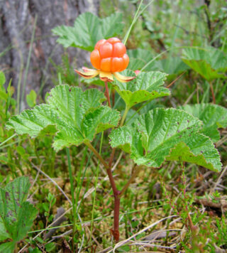 Kuvassa on oranssi, syötävä marja nimeltään lakka eli hilla.