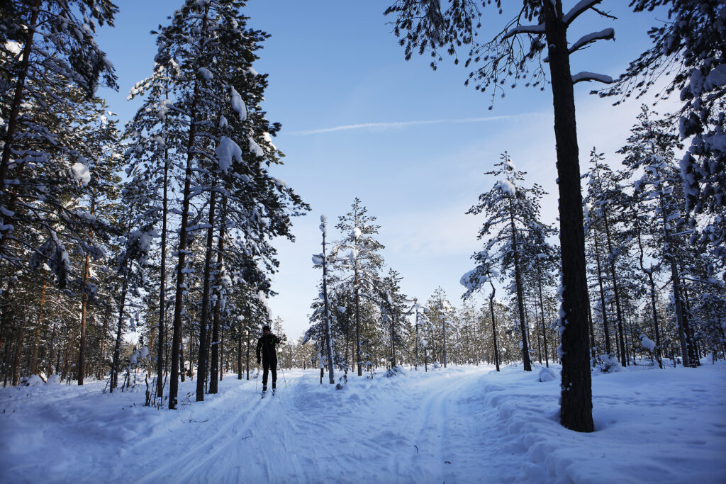 Mies hiihtää Hatlamminsuon laduilla. Ympärillä korkeita havupuita. Sinitaivaalla valkoisia pilviä.