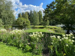 In the picture, white flowers in the foreground, big trees and a grassy area, and a pond on the left.