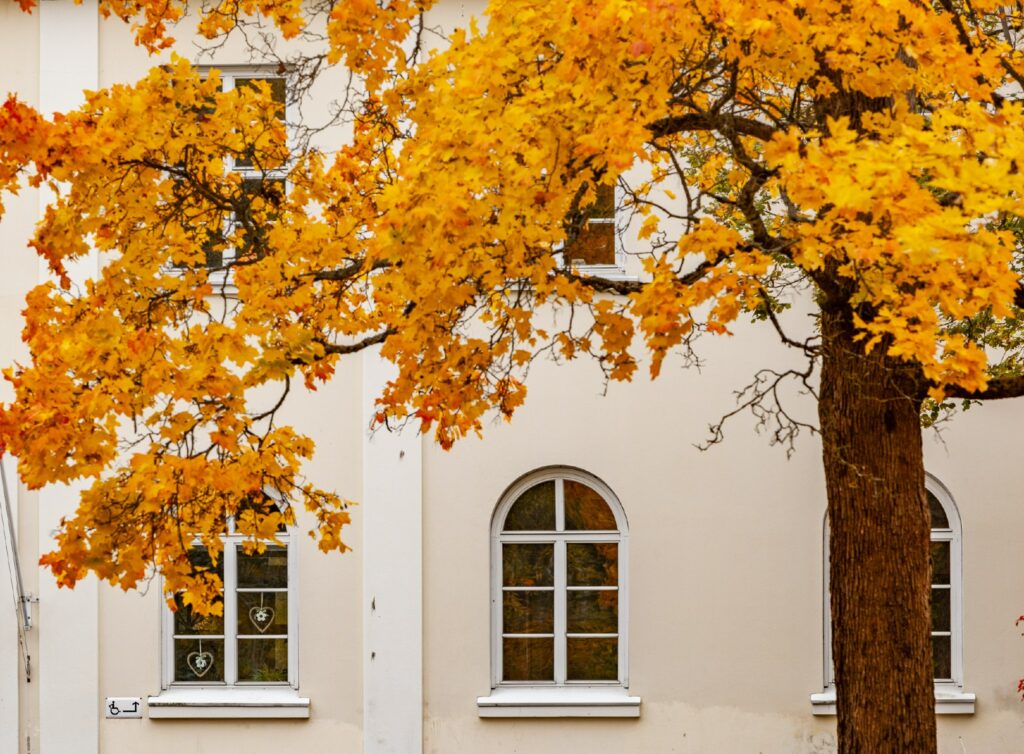 Vaalea talon seinä, jonka edessä keltalehtinen puu.