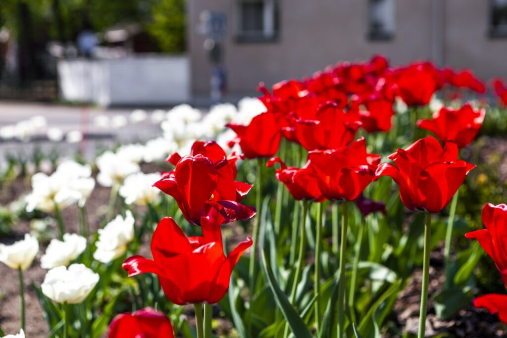 Punaisia ja valkoisia tulppaaneja. Taustalla vaalea talo.