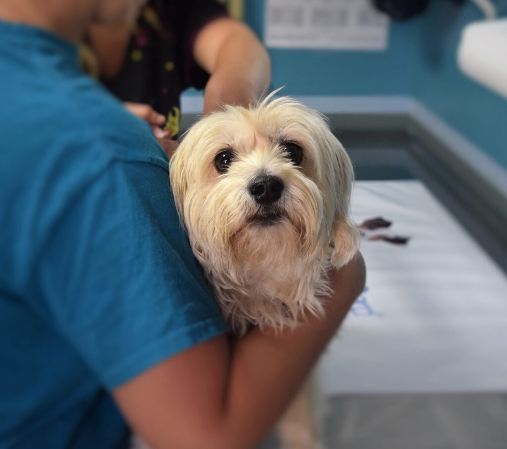 A small blond dog in the veterinarian's arms looks at the camera.