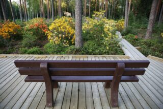 The picture shows a bench, pine trees and azaleas in the azalea park.