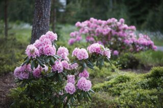 Pink rhododendrons on the branches of the trees in the azalea park.