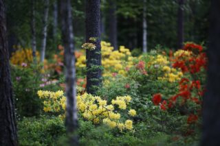 Bilden visar gula, röda och orangea azaleor i azaleaparken bland träden.