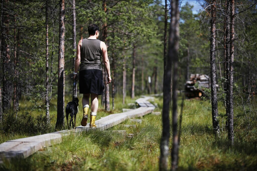 Ihminen kävelee koiran kanssa Hatlamminsuon pitkospuilla.