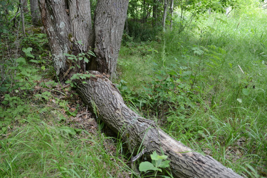 Kaatunut puu metsässä, joka on lahonnut eli lahopuu.