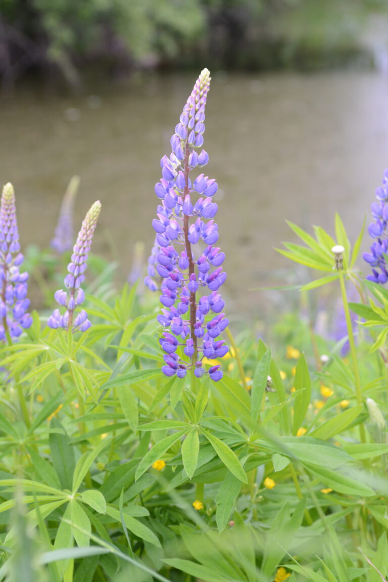 Violetti lupiini joen reunamalla.