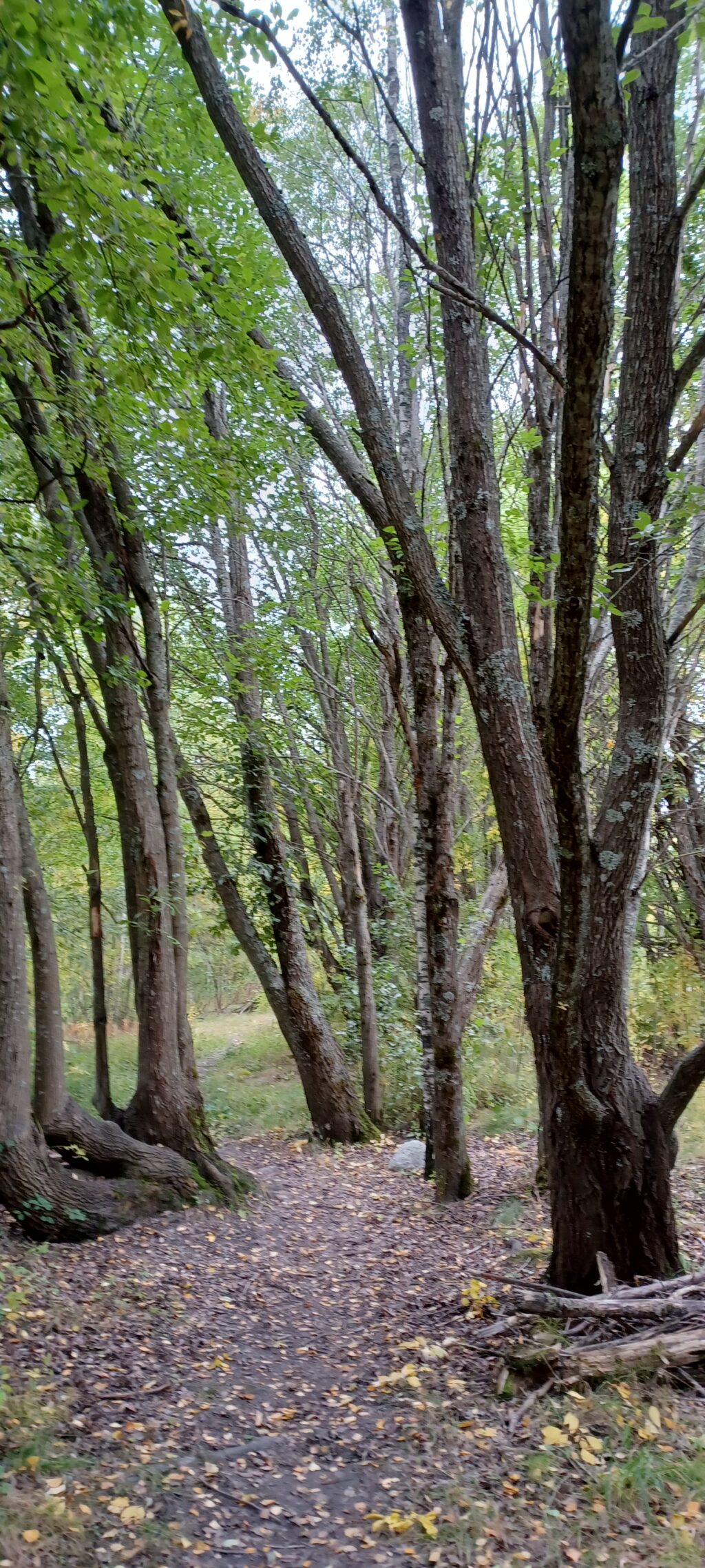 Kuvassa raita-nimisiä puita.