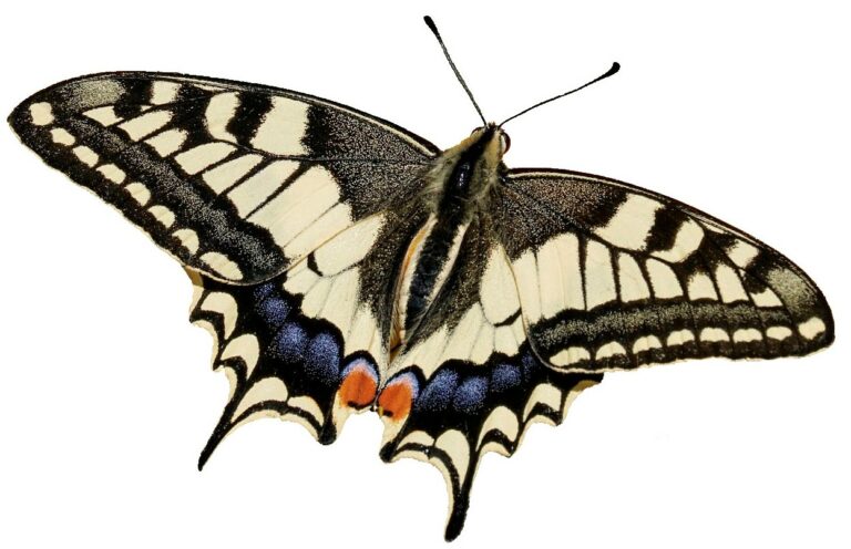 Ritariperhonen on tumman ja vaalean kirjava, hyvin näyttävä perhonen.