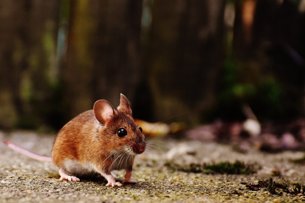 The picture shows a mouse.