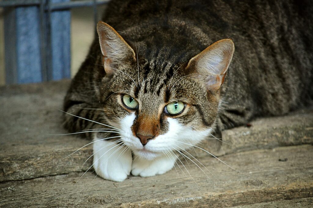 Striped cat