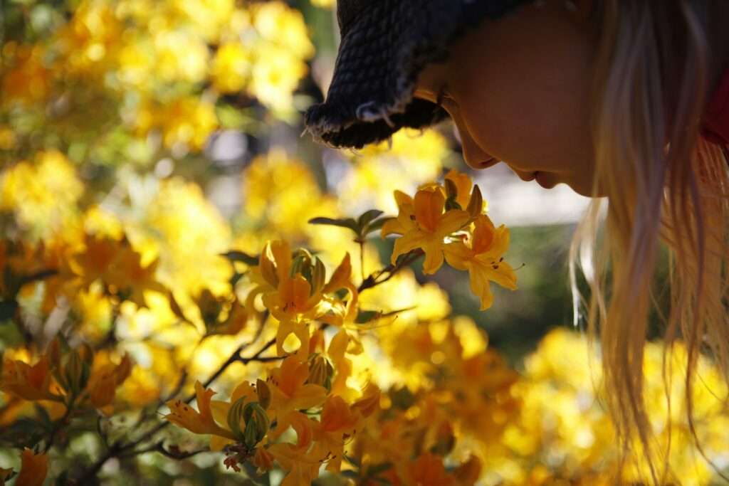 A girl looks closely at yellow azaleas.