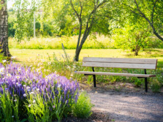 A wooden bench in the park where you can sit and admire the flowers.