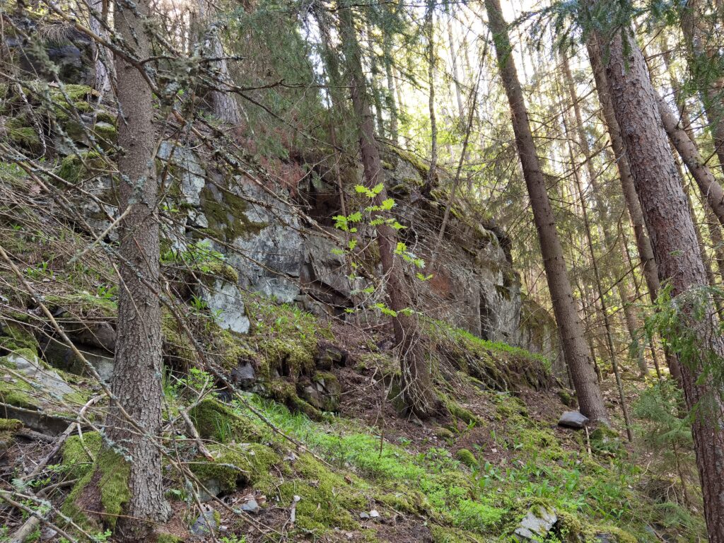 Jyrkkä kivikkoinen seinämä havumetsässä kesällä