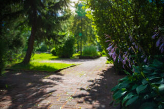 The park also has tiled surfaces near the planting areas. In the foreground of the picture are moon lily flowers.