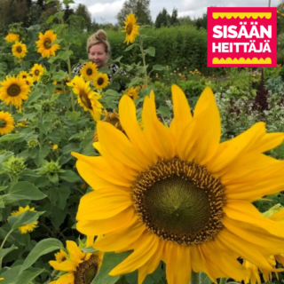 A summer sunflower field with a large sunflower in the foreground. In the background are a dozen sunflowers, behind which a person with a bun is chopping. In the foreground, in the upper right corner, a red-yellow graphic Saisänheittäjä logo