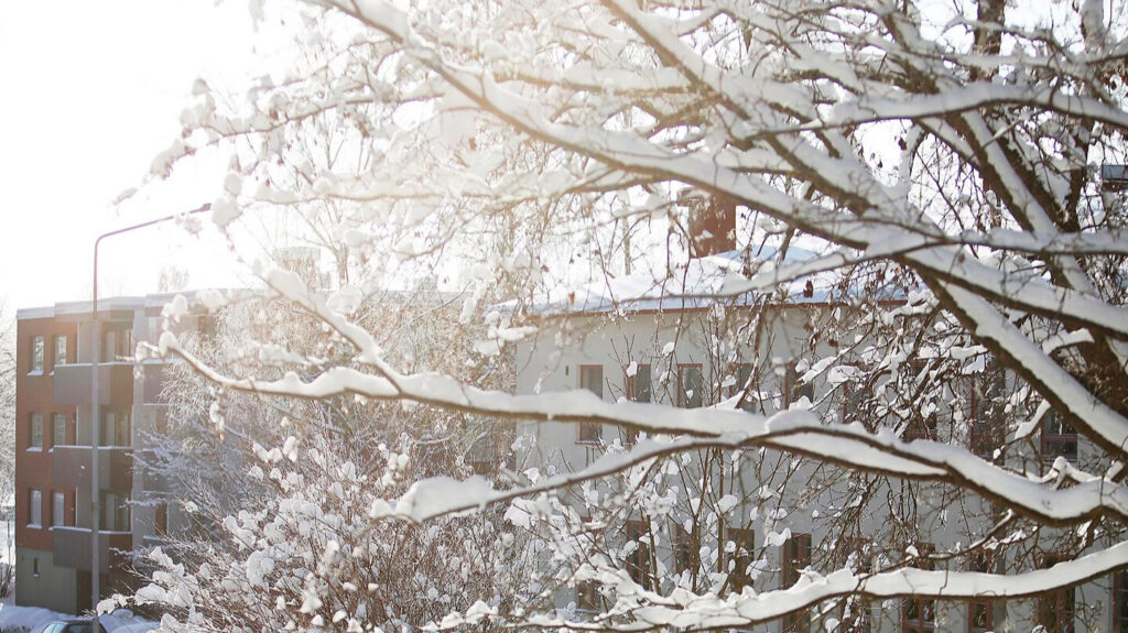 Lumipeitteisen puun oksat, joiden taustalla kaksi kerrostaloa, aurinko siiloutuu oksien läpi.