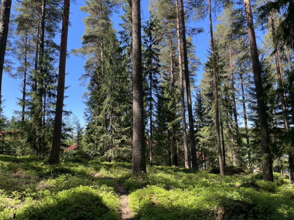 Metsää, jossa kasvaa isoja mäntyjä ja nuorempia kuusia