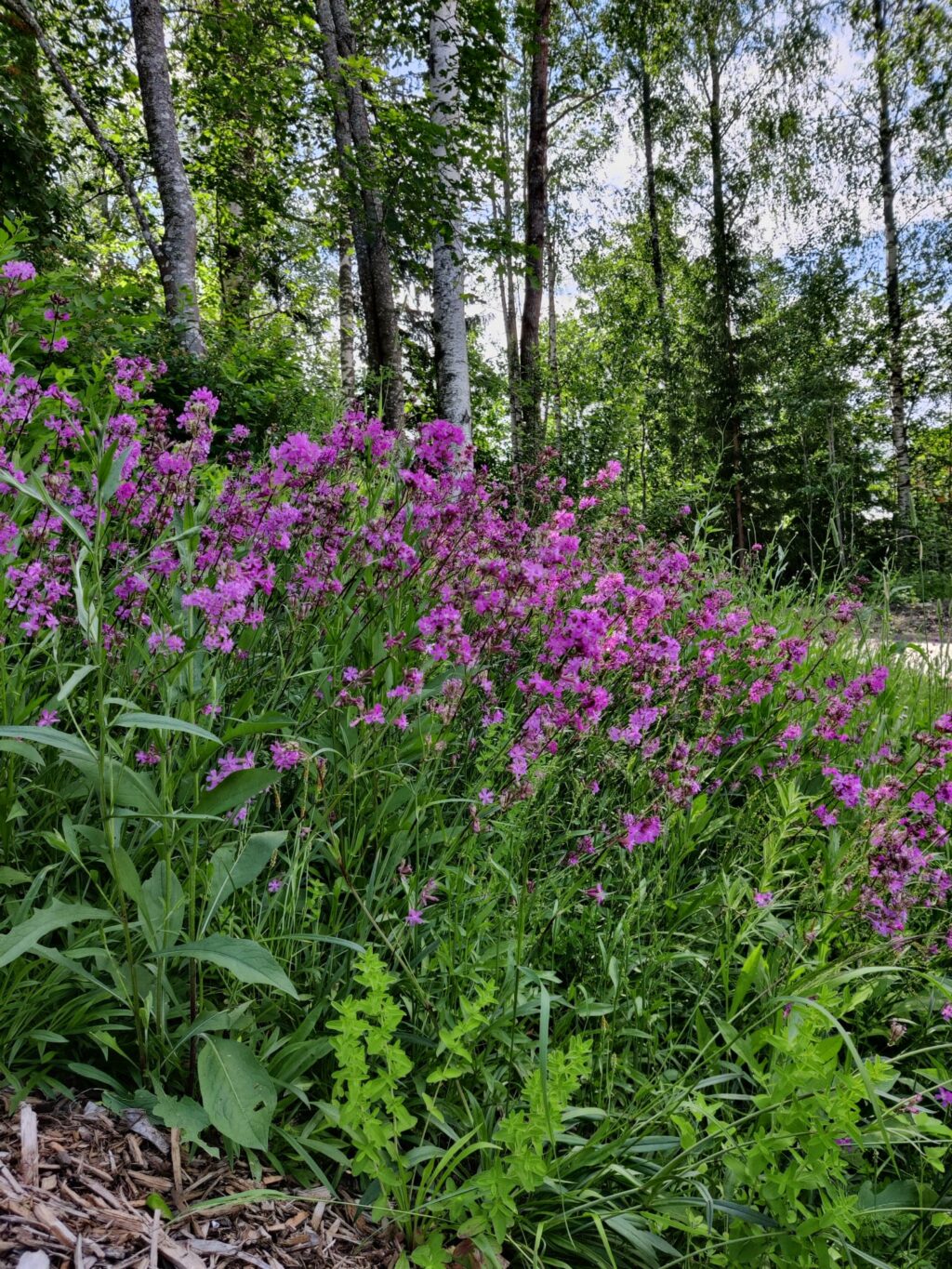 Violetteja kukkia rinteessä, metsää taustalla.