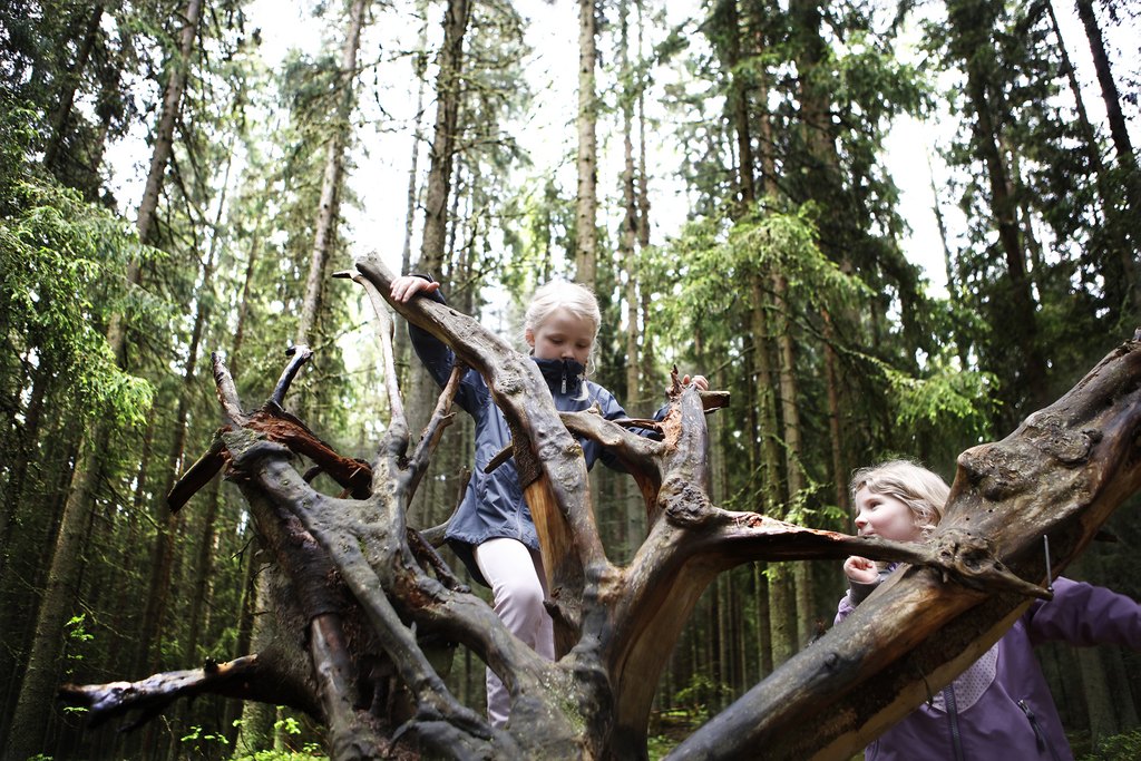 Kaksi lasta metsässä leikkimässä ja kiipeilemässä maahan kaatuneen ja kelottuneen puun rungolla.