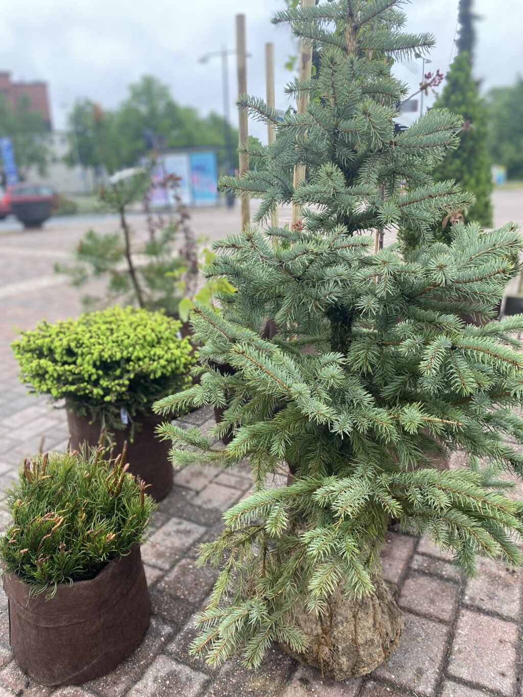 Pieni havupuu ja kasveja ulkona ruukuissa torin mukulakiveyksellä.