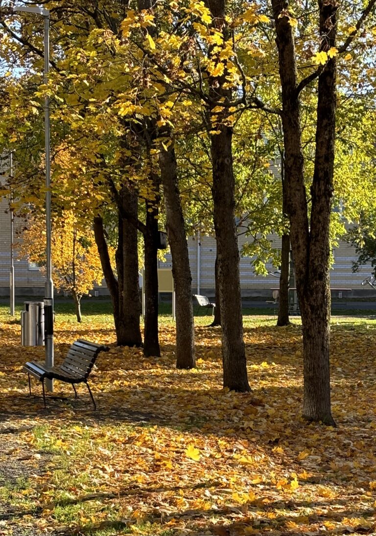 Syksyinen kuva puistosta, jossa puiden lehdet ja maa ovat oranssina