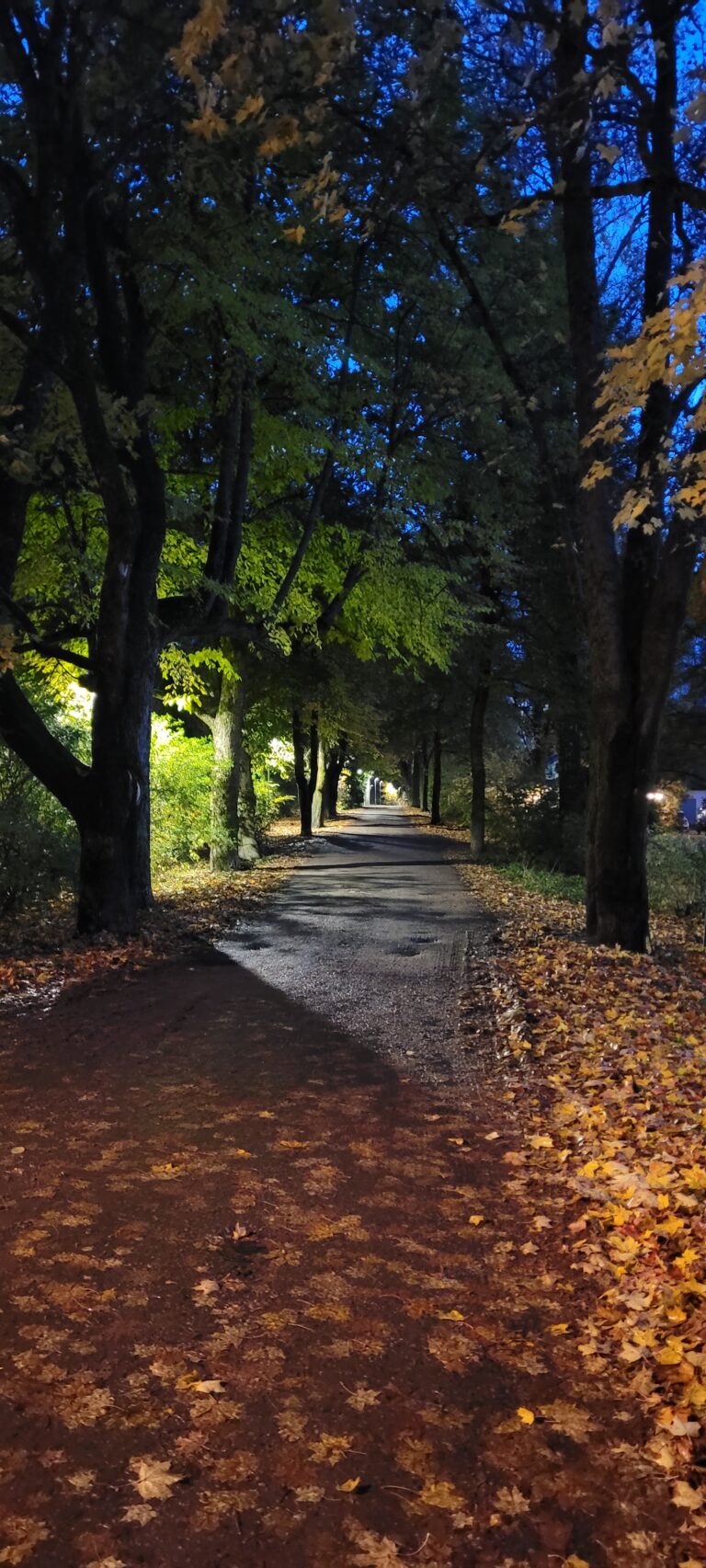 Syksyinen kuva tiestä, jossa on oransseja lehtiä. Öinen maisema.