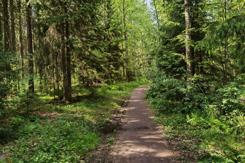 Polku keskellä vehreää metsää.