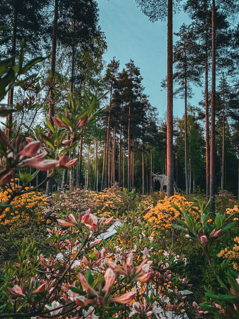 Värikäs Atsaleapuisto kukkineen, pensaineen ja puineen.
