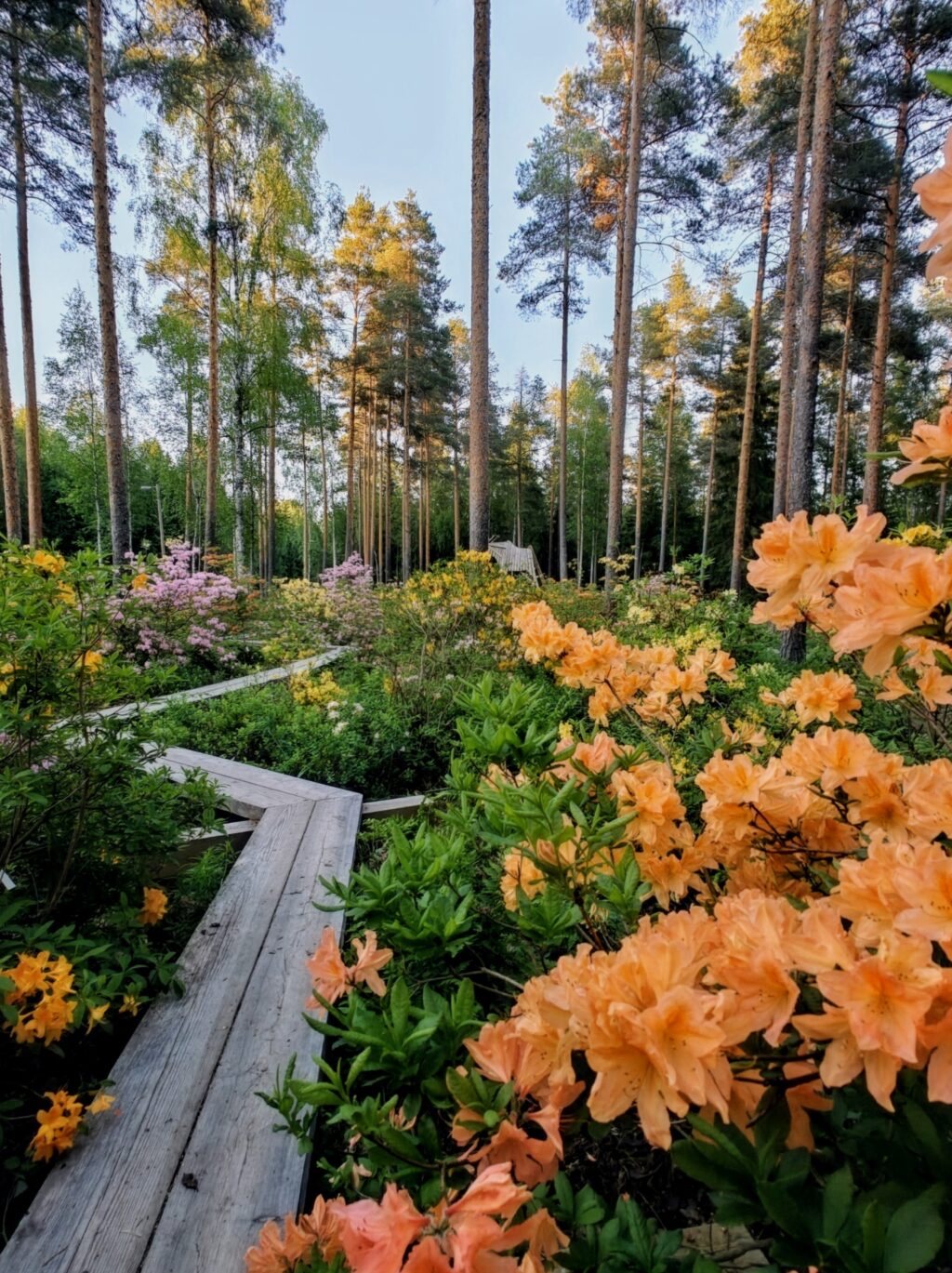 Värikäs kukkapuisto. Etualalla kirkkaanoransseja kukkia.