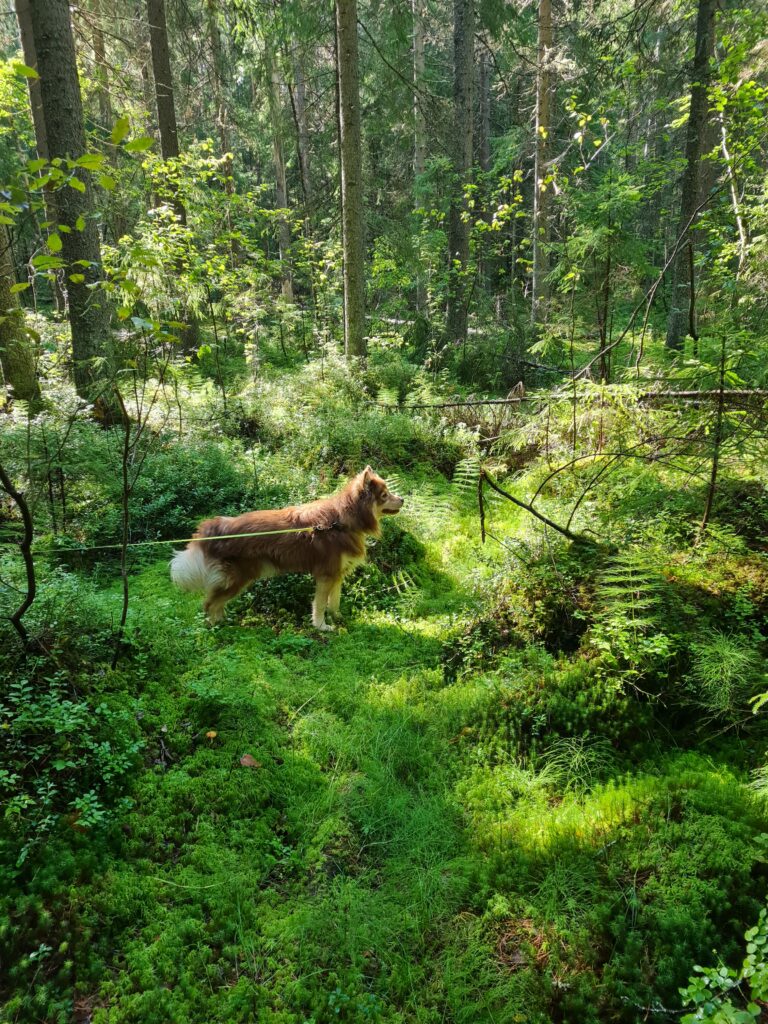 hihnassa oleva ruskea pystykorvainen koira seisoo vehreässä metsässä.