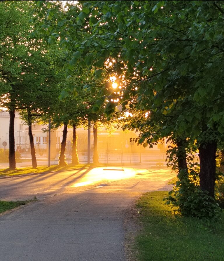 Katu, jonka vierustalla puita keltaisessa auringonkajossa