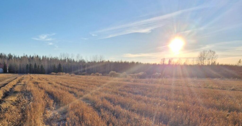 Keltaista sängelle leikattua peltoa. Taustalla metsää ja auringonlasku.