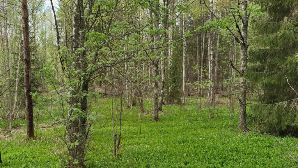 Metsää, jossa maa on aivan vaaleanvihreän kasvuston peittämänä, Lehtipuiita harvakseltaan.