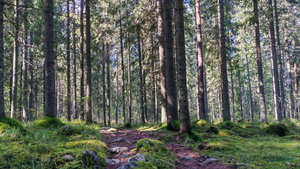 Mäntymetsää, jossa kivikkoinen polku. Auringonvalo siivilöityy puunrunkojen lomitse.